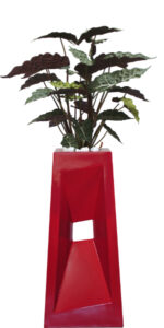 Elongated Arrow Head Zebra Plant