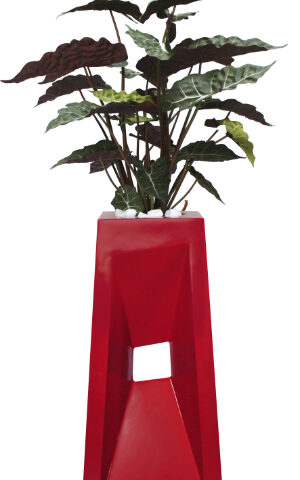 Elongated Arrow Head Zebra Plant