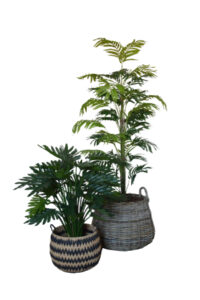 Serrated Fern / Elongated Zebra