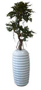 Crazy Ficus in Karla Pot