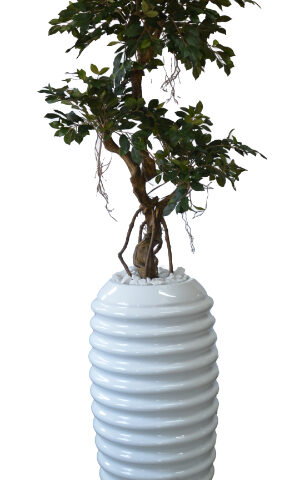 Crazy Ficus in Karla Pot
