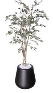 Varigated Ficus Tree in Amber Pot