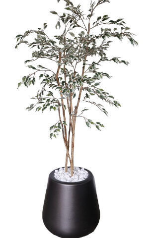 Varigated Ficus Tree in Amber Pot