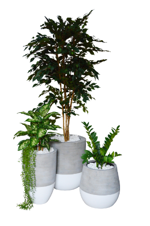Ficus Tree / Diffenbachia / Smarigold