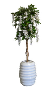 White Wisteria in Karla Pot