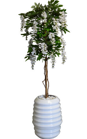 White Wisteria in Karla Pot