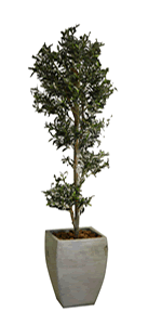 Olive Tree in Roma Cement Pot