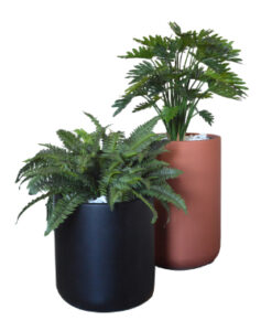 1F Philodendron / Boston Fern Group