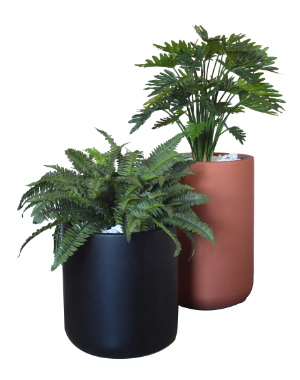 1F Philodendron / Boston Fern Group