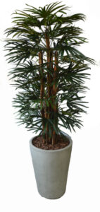 Raphis Palm in Piza Cement Pot