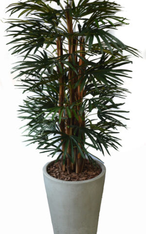 Raphis Palm in Piza Cement Pot