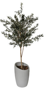 Olive Tree in Slanted Cement Pot