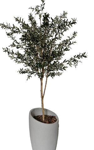 Olive Tree in Slanted Cement Pot