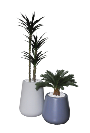 Cycad / Thin Leaf Yucca in Amber Pot