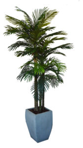 Areca Palm 3 Stem in Roma Cement Pot
