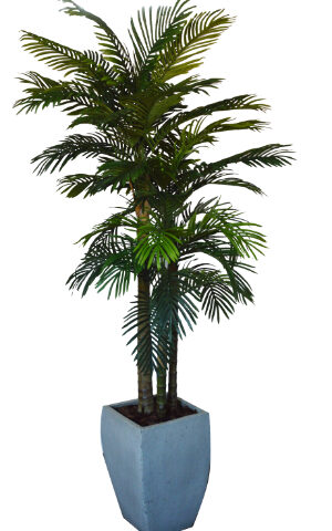 Areca Palm 3 Stem in Roma Cement Pot