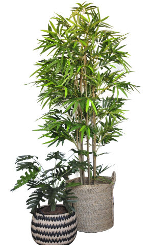 Bamboo Palm / Philodenderon in Basket