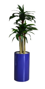 Dracaena Plant in Cylinder Pot