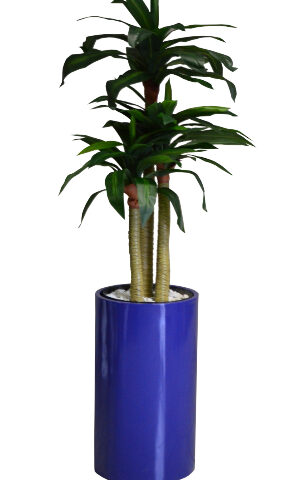 Dracaena Plant in Cylinder Pot