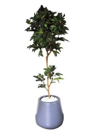 Fig Tree in Amber Pot