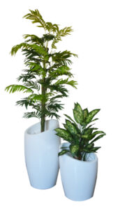 Mini Palm / 70cm Diffenbachia