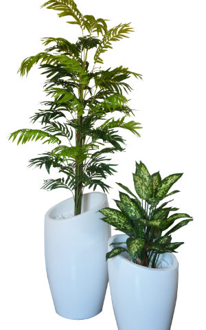 Mini Palm / 70cm Diffenbachia