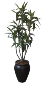 Dracaena in Cement Creta Pot