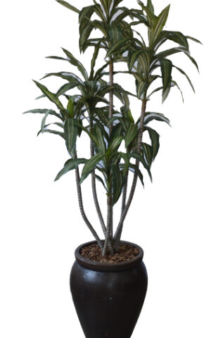 Dracaena in Cement Creta Pot