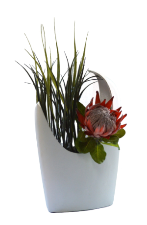 Protea in Moon Vase