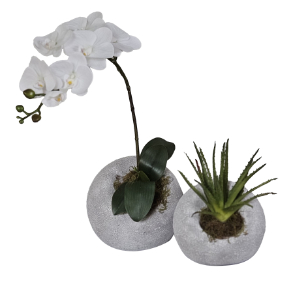 White Orchid and Spikey Succulent in Cement Ball Vases