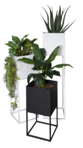 Aloe / Nerve Caladium / Spathiphyllum