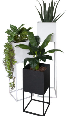 Aloe / Nerve Caladium / Spathiphyllum