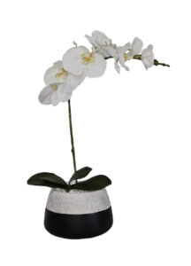White Orchid in Duo Vase
