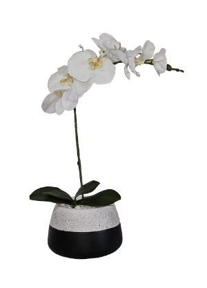 White Orchid in Duo Vase