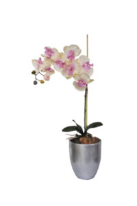 Peach Pink Orchid in Silver Skinny Vase