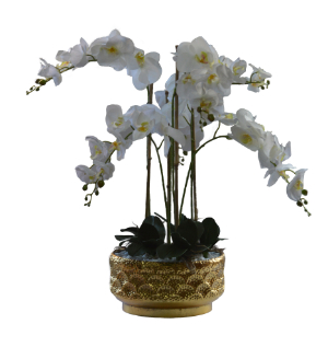 White Orchids in Gold Vase