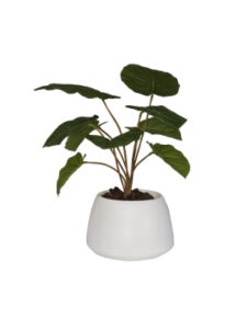 Philo in LVG Planter