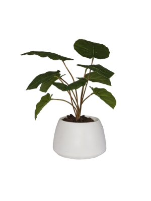 Philo in LVG Planter