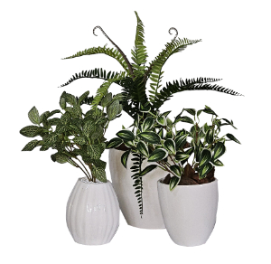 Fittonia, Fern 8 W Jew in Ass Vases