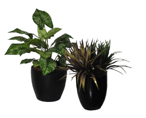 Nerve Caladium & Ass Vanilla Grasses