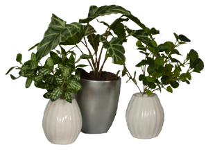 Elongated Zebra / Geranium / Pilea / in Assorted Vases