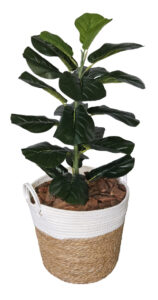 Fiddle 65cm in Basket 250H