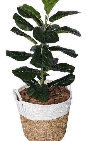 Fiddle 65cm in Basket 250H