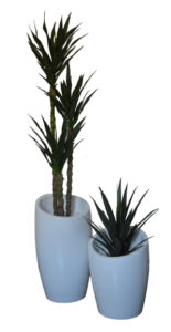 Thin Leaf Yucca / 60cm Yucca