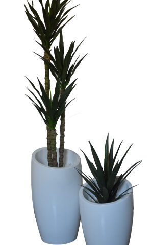 Thin Leaf Yucca / 60cm Yucca
