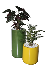 Serrated Fern / Elongated Zebra