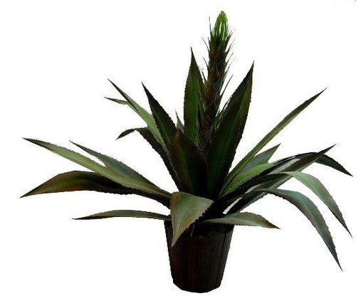 36 inch Agave Planwith 26 lvs Green Burgundy