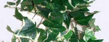 Silk Plants, Ivy’s & Gardlands