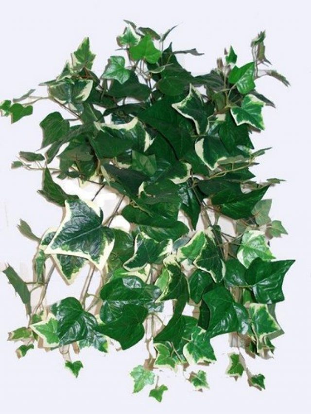 Silk Plants, Ivy&#8217;s &#038; Gardlands